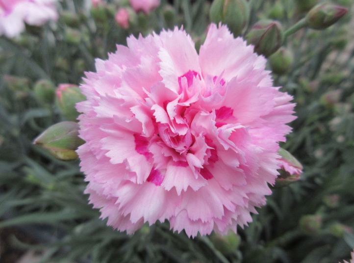 DIANTHUS Candy Floss (PBR) - 9cm pot