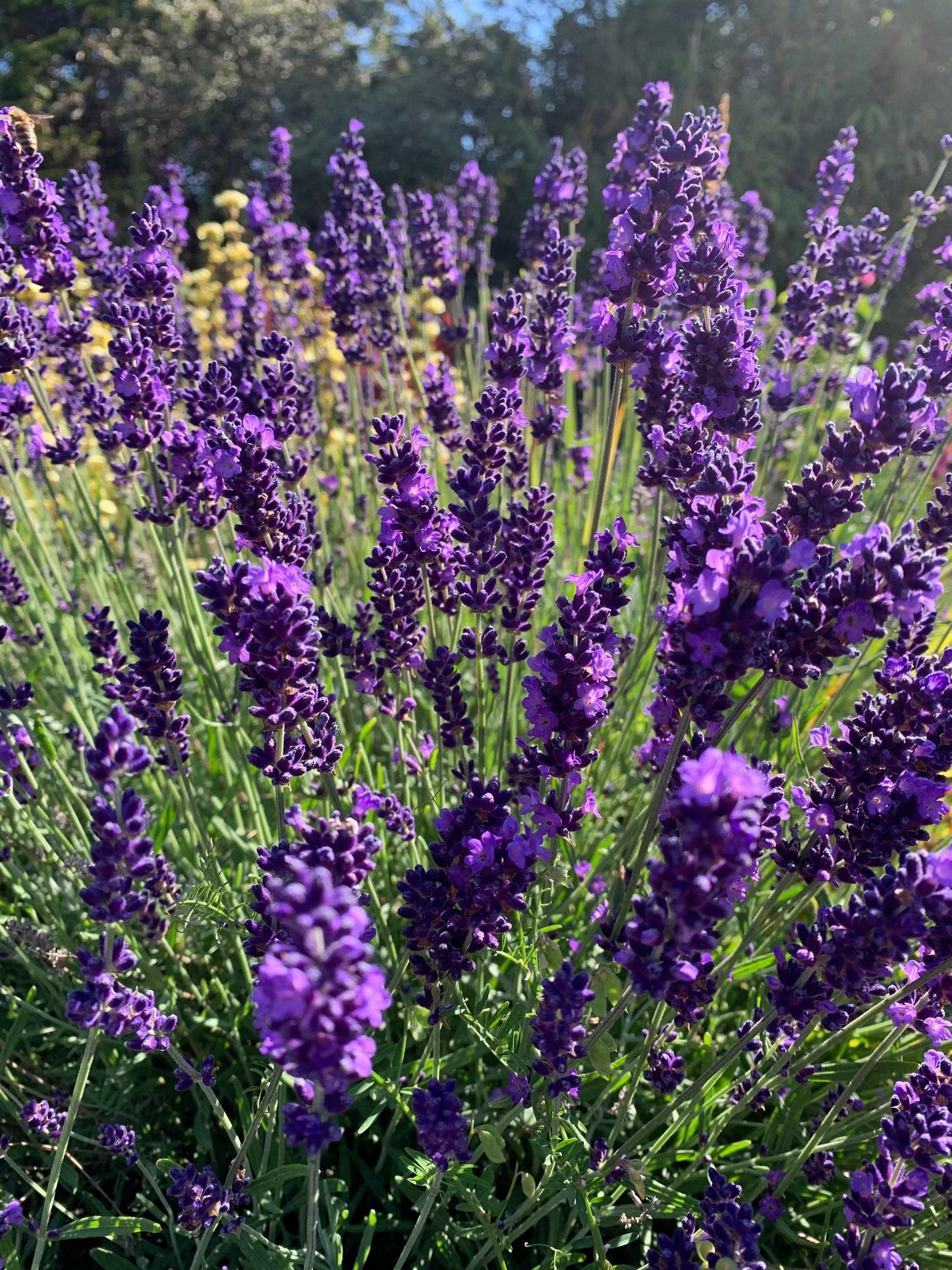 1 x Lavandula angustifolia Hidcote - 2L Pot