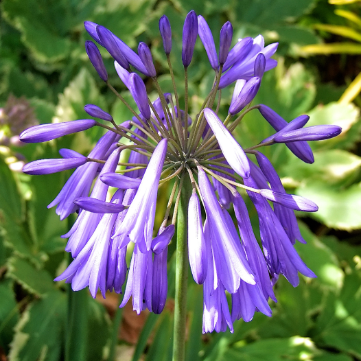 Agapanthus Lilac Lullaby - 9cm pot