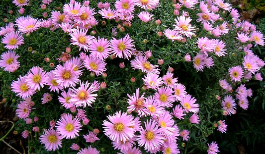 Aster (nb) 'Peter Harrison' - 9cm pot