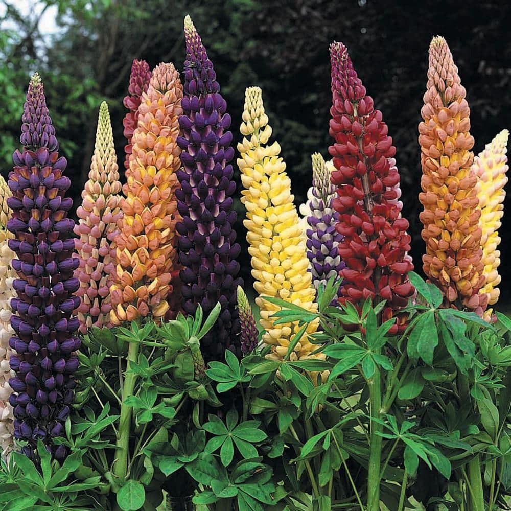 🎁 The Lupin Box 6 x 9cm Pots (100% off)