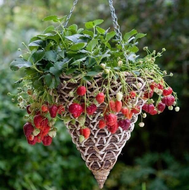 🎁 The Strawberry Mystery Box (6 x 9cm Pots) (100% off)