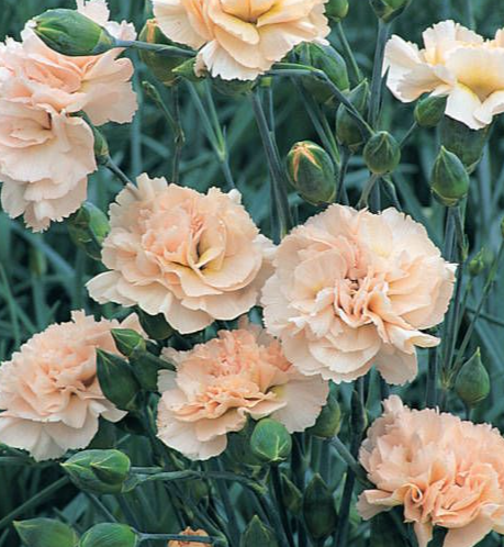 DIANTHUS Widecombe Fair (PBR) - 9cm pot