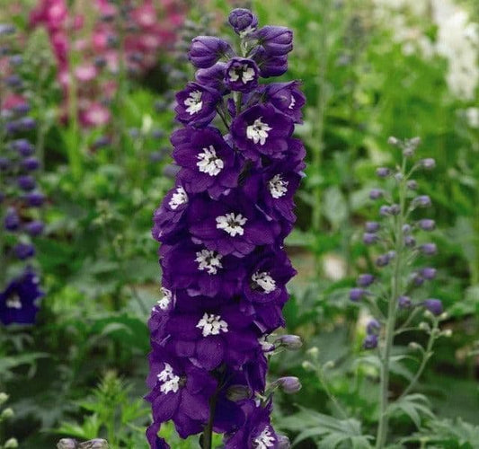 1 x Delphinium Delphina Dark Blue White Bee - 9cm Pot