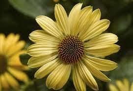 1 x Echinacea purpurea Prairie Blaze Yellow - 9cm Pot