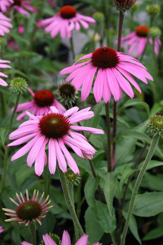 1 x ECHINACEA purpurea Prairie Splendour - 9cm Pot