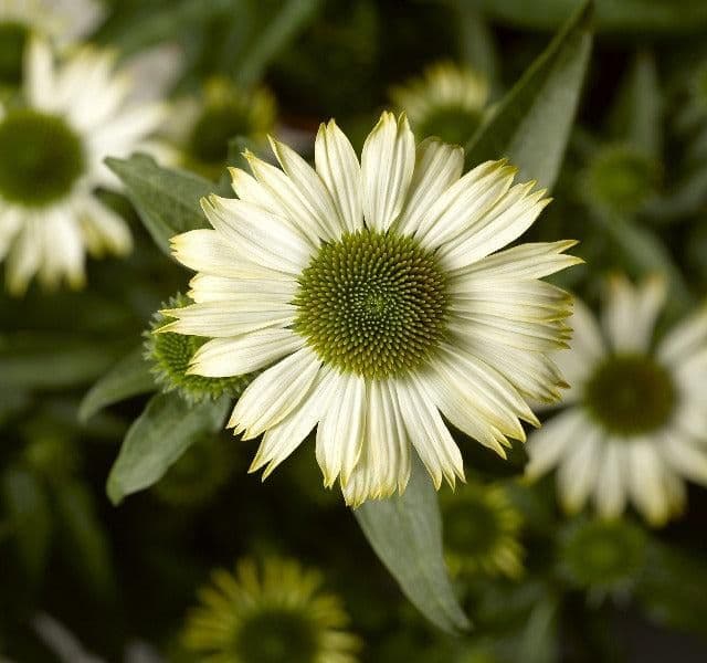 1 x Echinacea Purpurea Prairie Splendour White - 9cm Pot