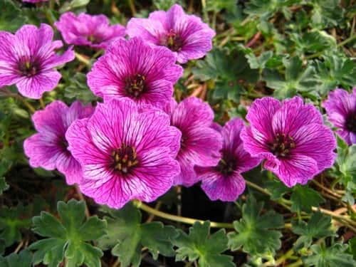 1 x Geranium c. 'Laurence Flatman' - 9cm Pot