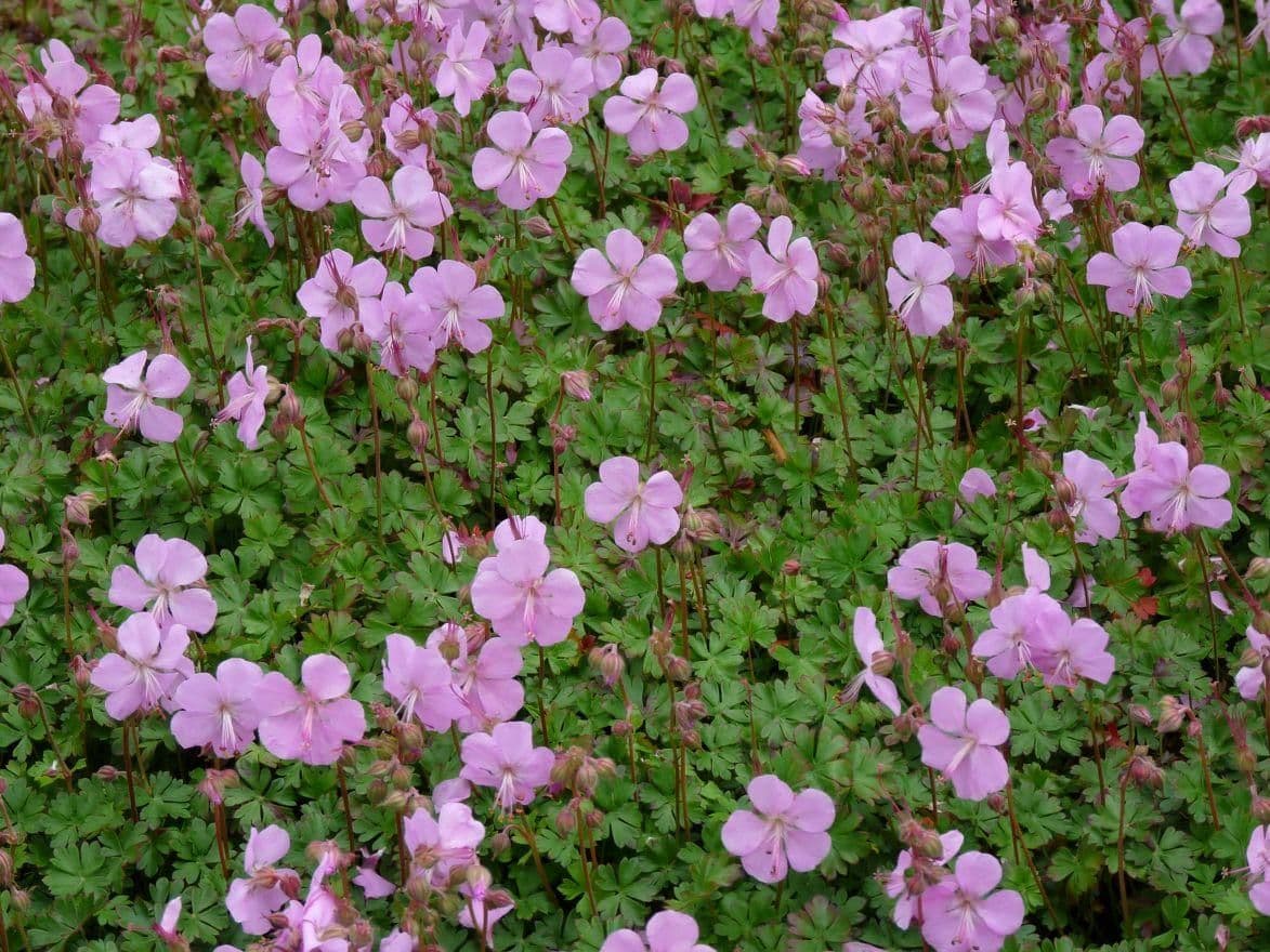 1 x Geranium cantabrigiense 'Karmina' - 9cm pot