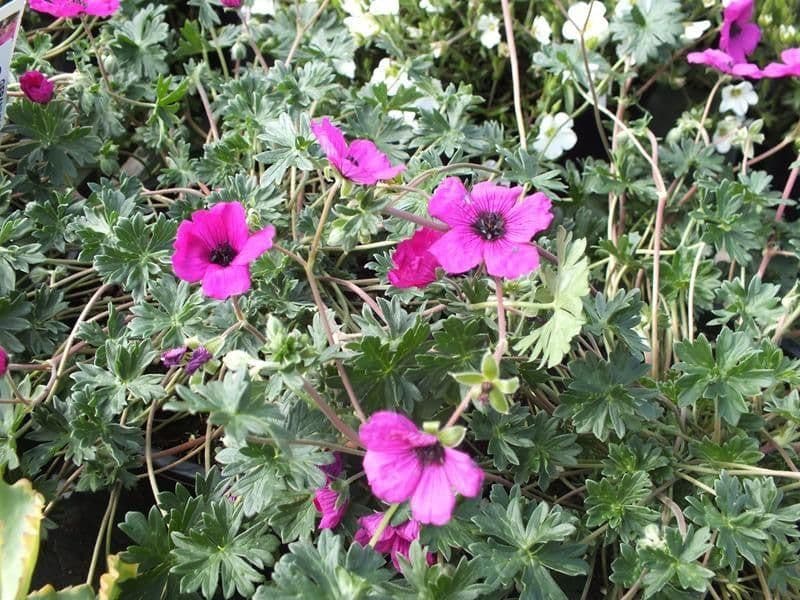 1 x Geranium subcaulescens 'Giuseppii' - 9cm Pot