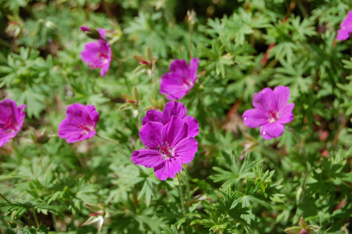 1 x Geranium Tiny Monster - 9cm Pot