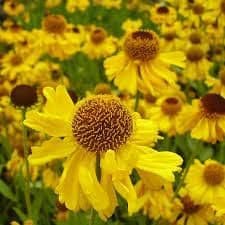 1 x Helenium 'The Bishop' - 9cm Pot