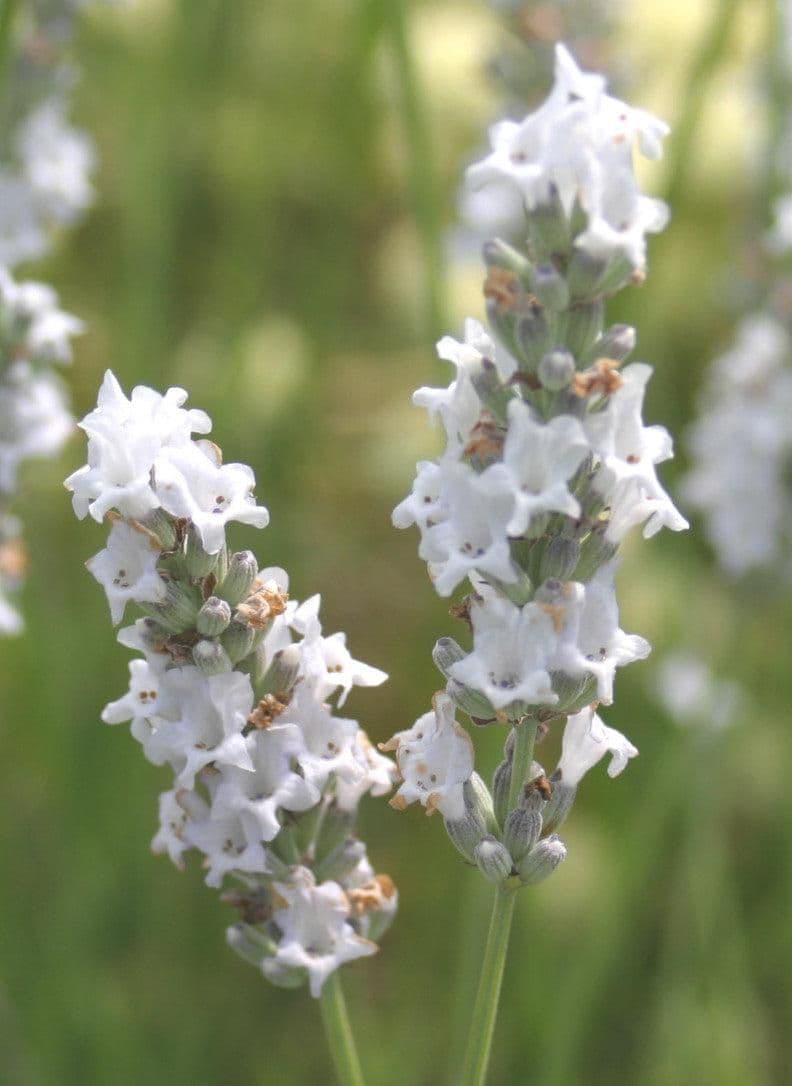 1 x LAVANDULA angustifolia Edelweiss - 9cm Pot