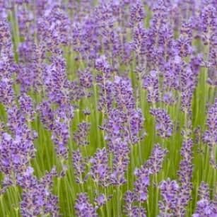 1 x Lavandula Angustifolia Munstead - 9cm pot