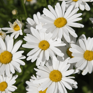 1 x LEUCANTHEMUM x superbum madonna - 9cm Pot