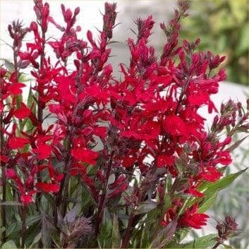 1 x LOBELIA speciosa Starship Deep Scarlet- 9cm Pot