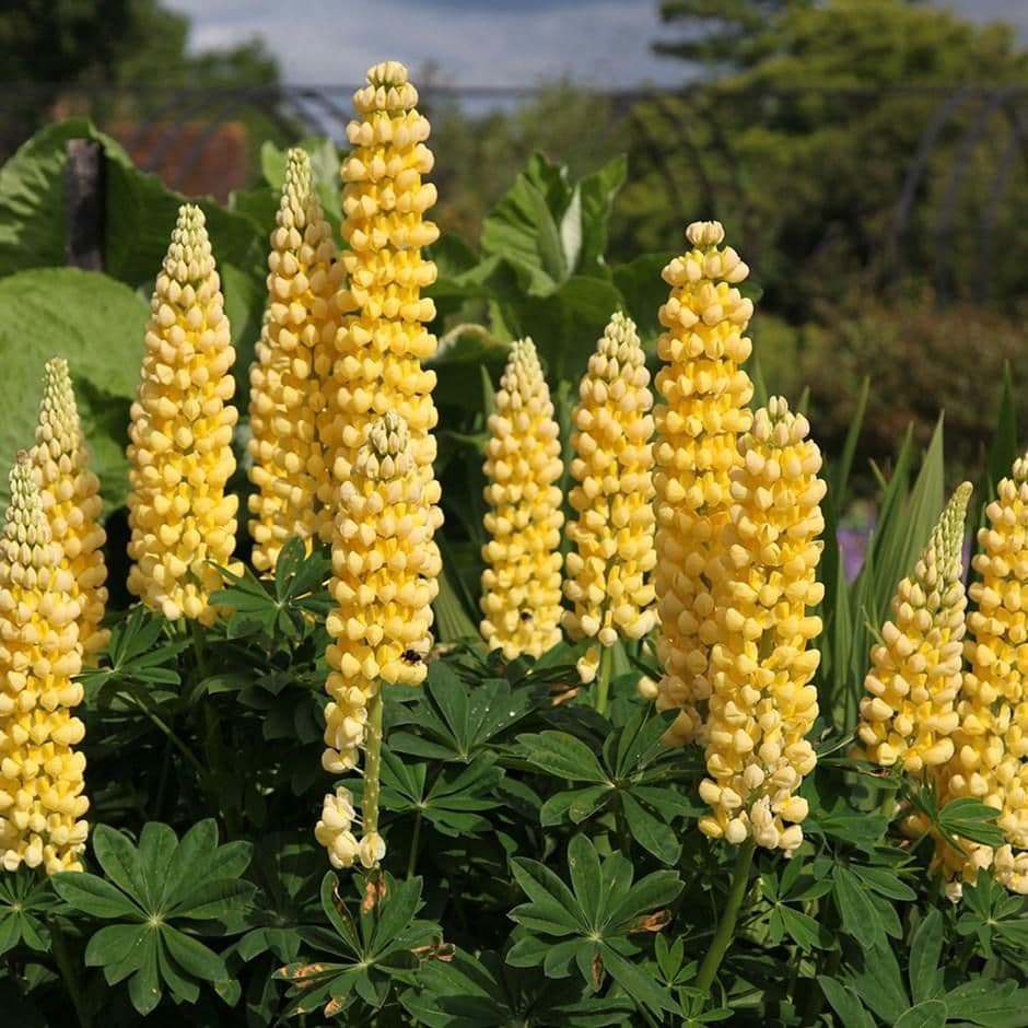 LUPIN Gallery Yellow - 9cm Pot