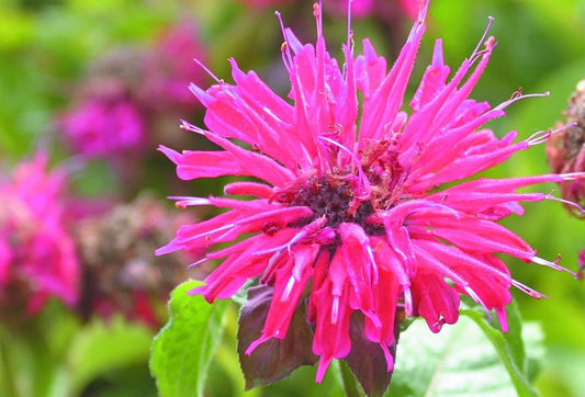 1 x Monarda didyma 'Pink Supreme' - 9cm pot