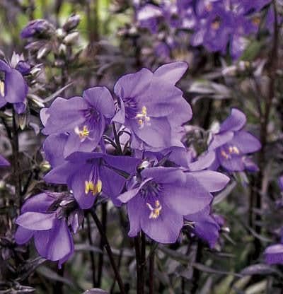 Polemonium Caeruleum - 9cm Pot