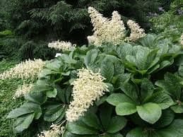 1 x Rodgersia pinnata Alba - 9cm Pot