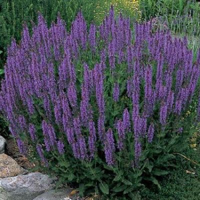 Salvia x Superba New Dimension Blue - 9cm Pot