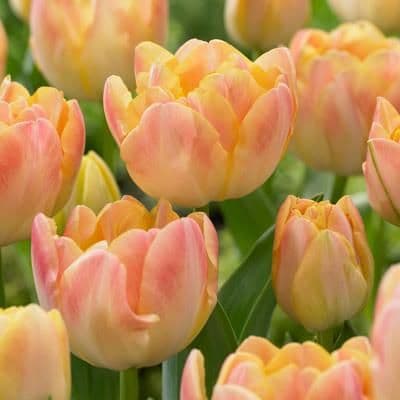 1 x TULIP D/E Cream Upstar 10/11cm x 10 Bulbs