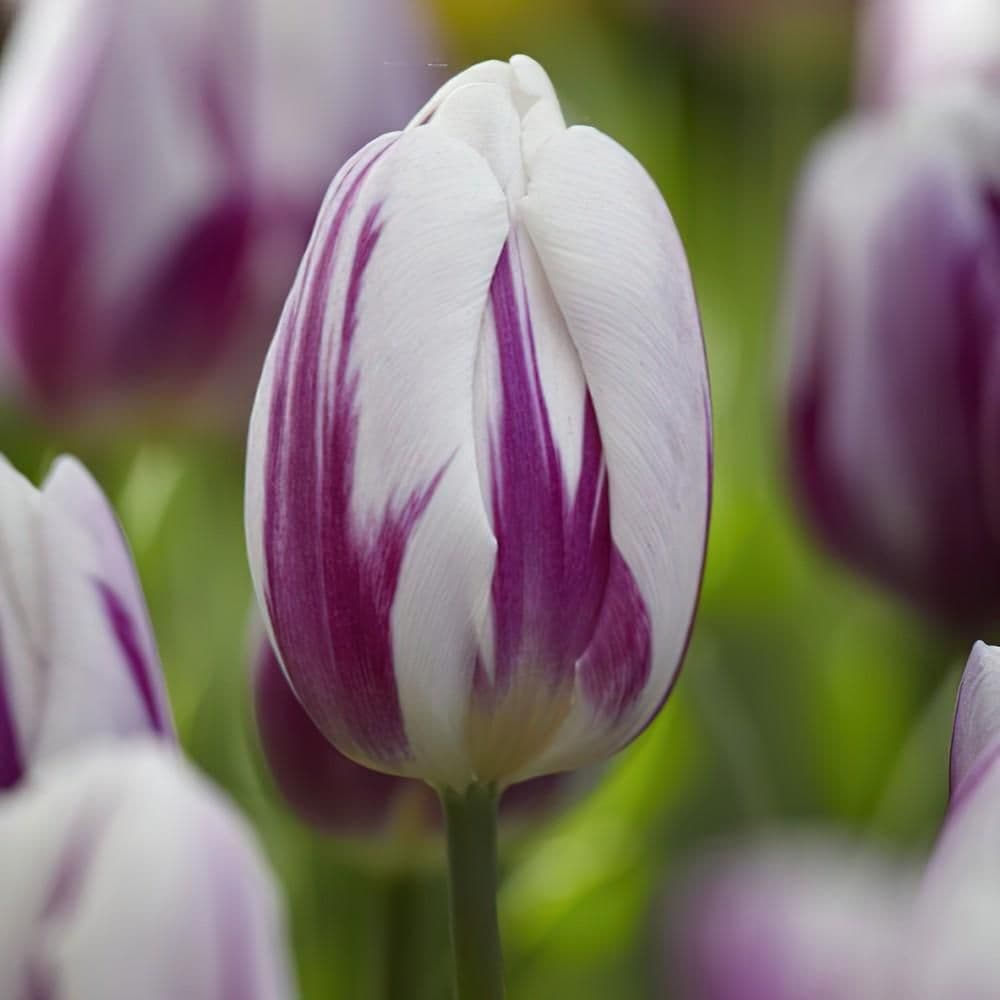 1 x TULIP Flaming Flag 10/11cm x 10 Bulbs