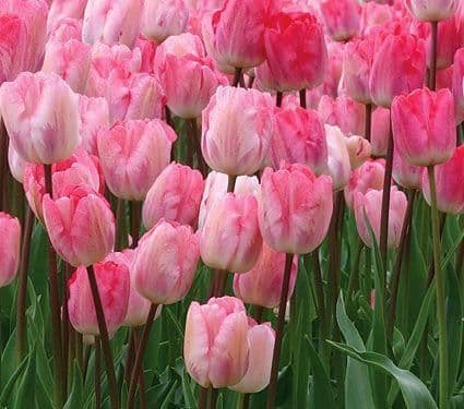 1 x TULIP Ganders Rhapsody 10/11cm x 10 Bulbs