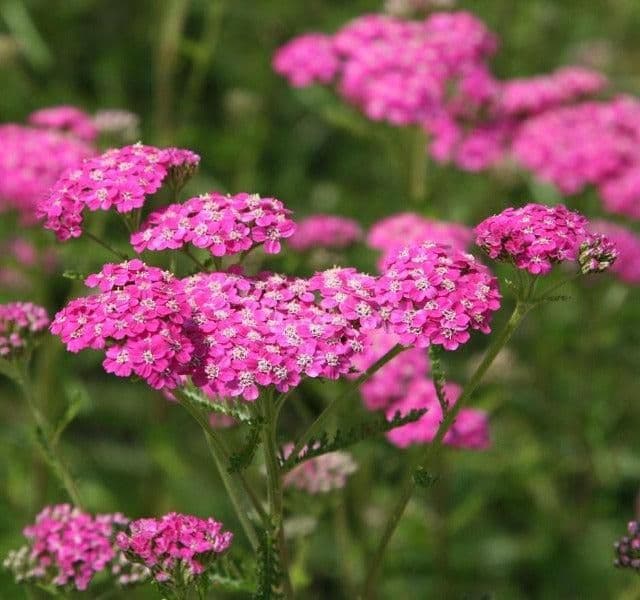 Achillea Millefolium Cerise Queen - 9cm Pot