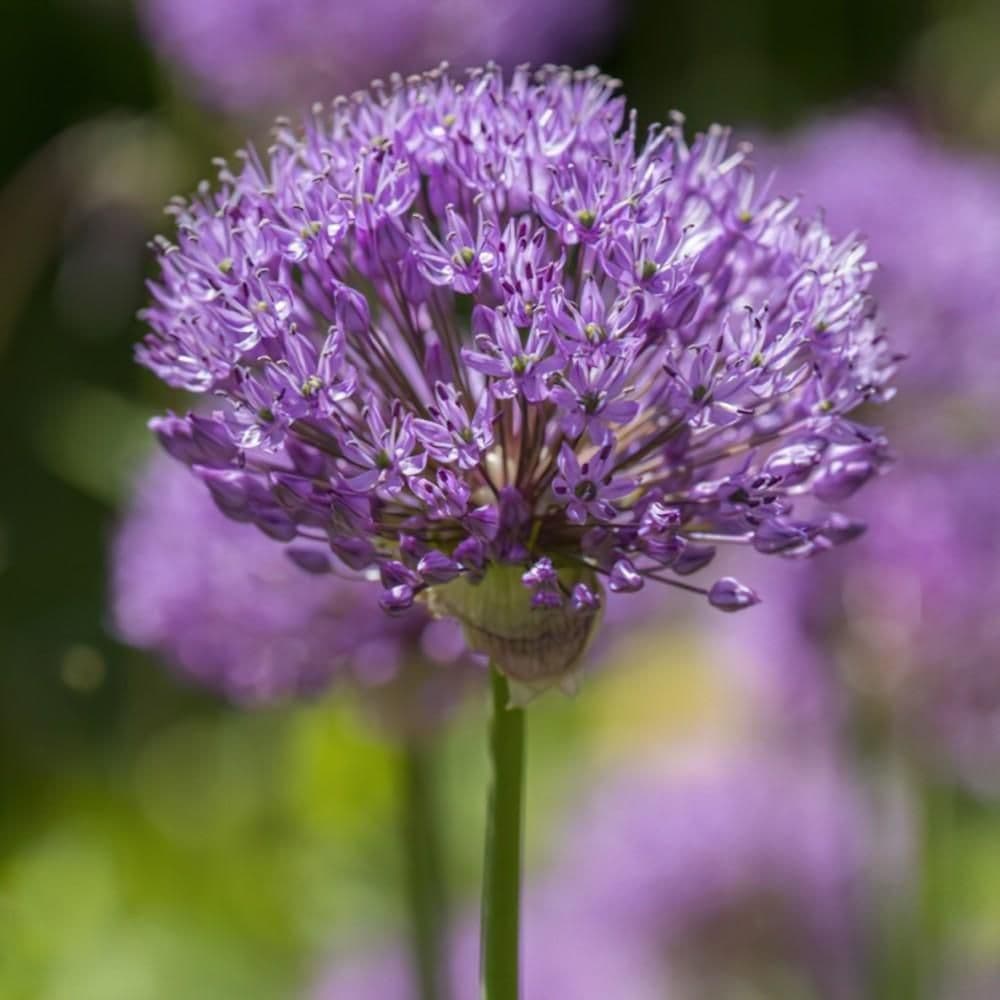 ALLIUM aflatunense 12/14cm - 10 bulbs
