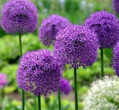 Allium Giganteum 18/20cm - 10 bulbs