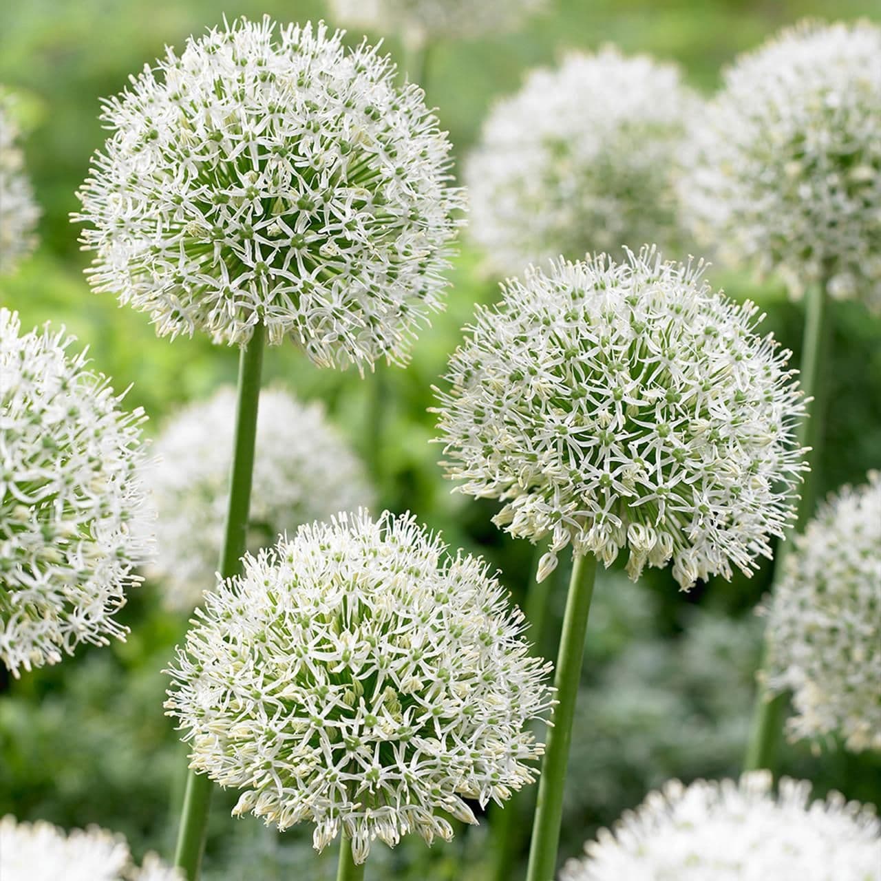 ALLIUM Mont Blanc 18/20cm x 10 Bulbs