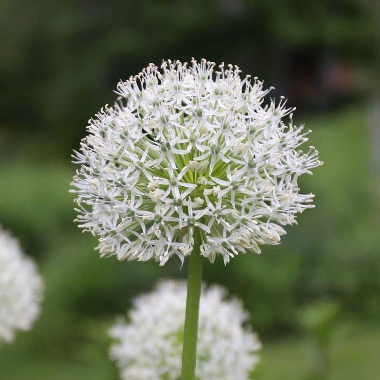 ALLIUM Mount Everest 16/18cm x 10 Bulbs
