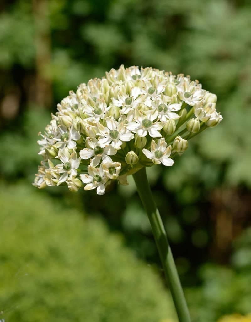 ALLIUM Nigrum (Black Garlic) 10/12cm x 10 Bulbs
