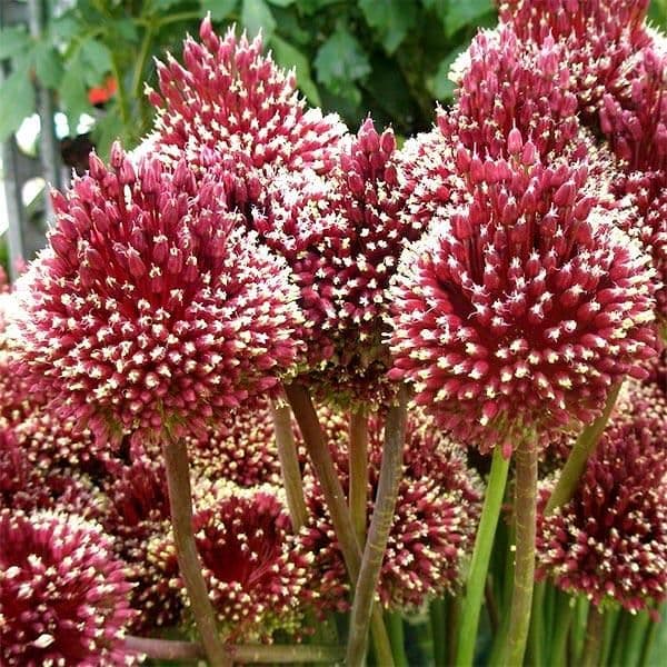 ALLIUM Red Mohican 10/12cm x 10 Bulbs