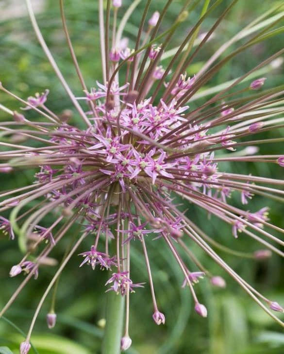 ALLIUM schubertii 12/14cm x 10 Bulbs