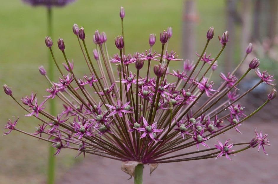 ALLIUM Spider 10/12cm x 10 Bulbs