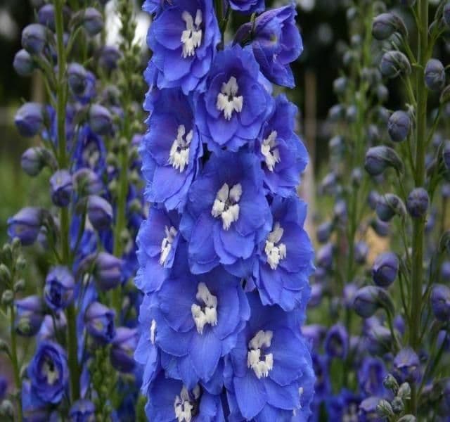 Delphinium Blue Bird - 9cm Pot