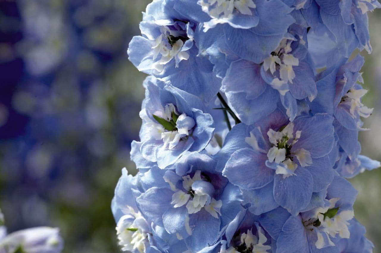 DELPHINIUM Excalibur Light Blue with White Bee - 9cm Pot