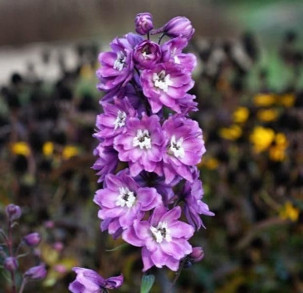 DELPHINIUM Excalibur Lilac Rose with White Bee - 9cm Pot