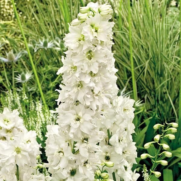 Delphinium Excalibur Pure White - 9cm Pot