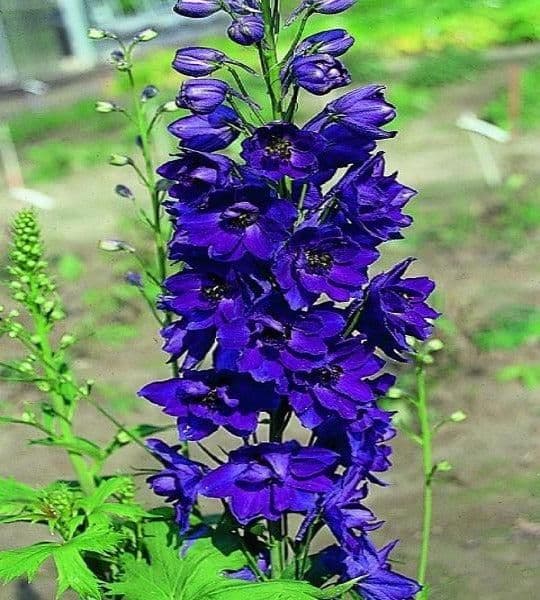 Delphinium Magic Fountain Dark Blue Black Bee - 9cm Pot