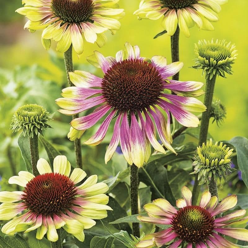 ECHINACEA purpurea Green Twister - 9cm Pot