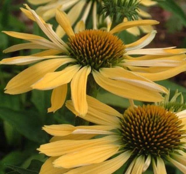 Echinacea Purpurea Mellow Yellows - 9cm Pot
