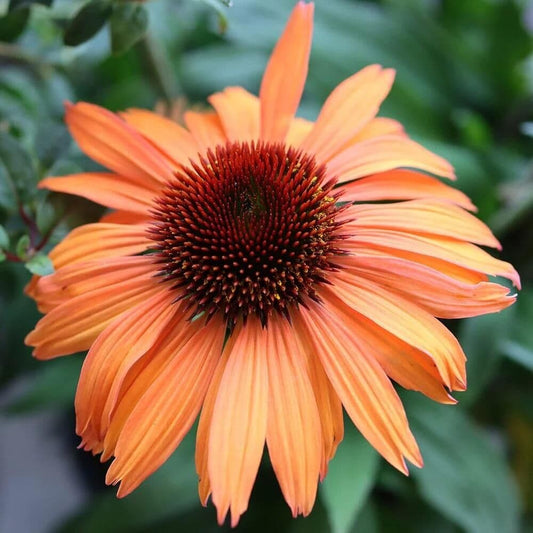 ECHINACEA purpurea Prairie Blaze Orange Sunset - 9cm Pot