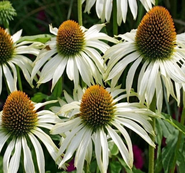 Echinacea Purpurea White Swan - 9cm Pot