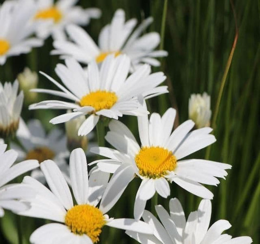 Leucanthemum x superbum Snow Lady - 9cm Pot
