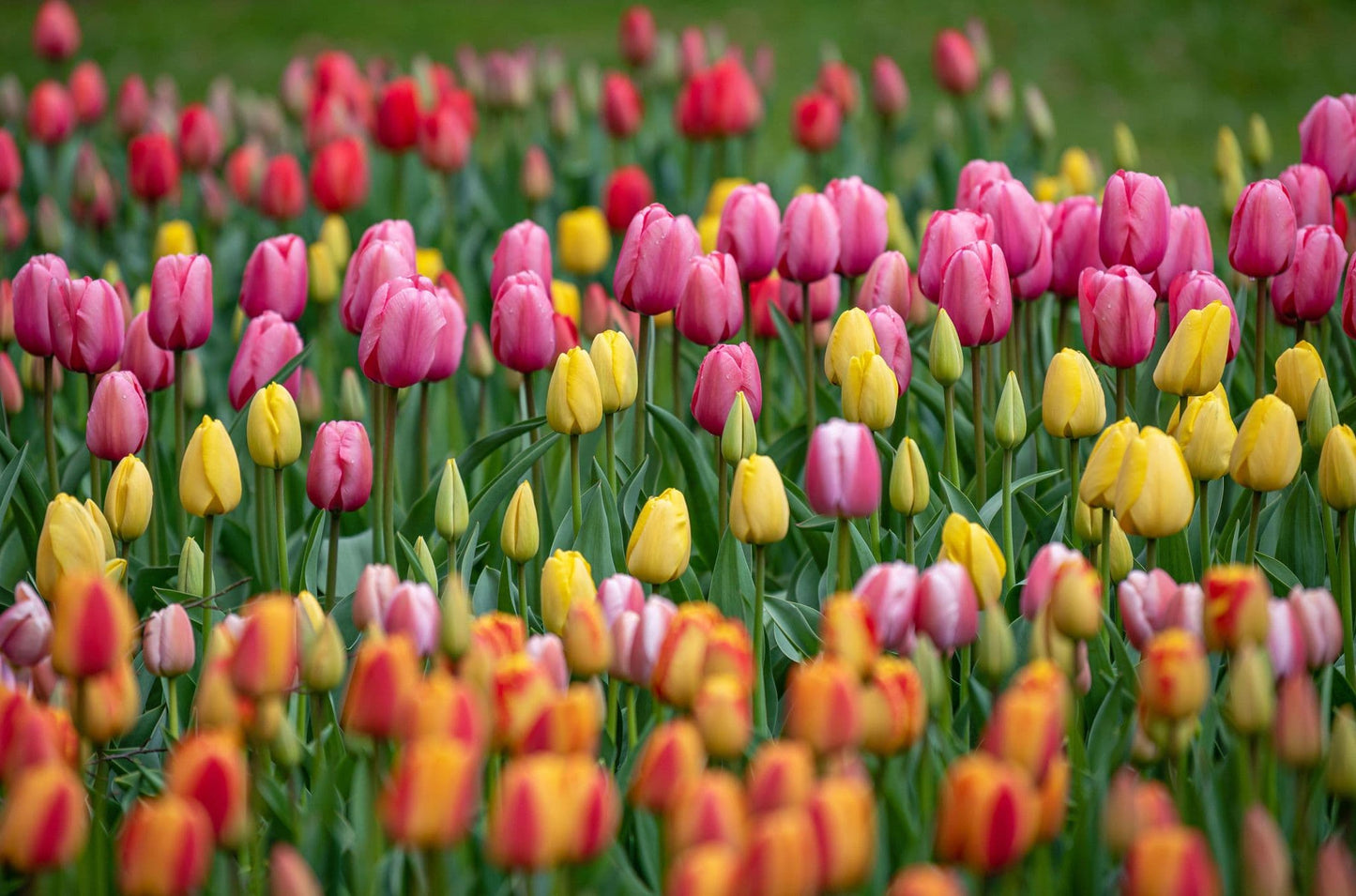 Tulip Mystery Box