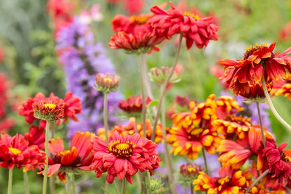 GAILLARDIA x grandiflora Burgunder - 9cm Pot