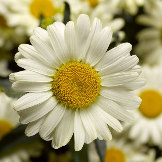 LEUCANTHEMUM maximum Western Star Scorpio Leo- 9cm Pot